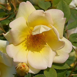 Frühlingsgold® - trandafiri - www.pharmarosa.ro